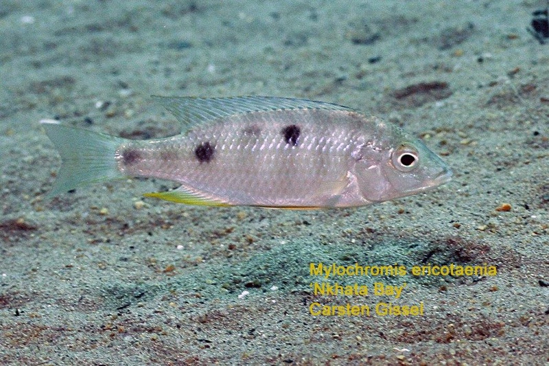 Mylochromis ericotaenia 'Nkhata Bay'